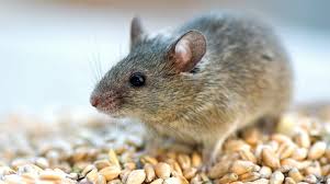 In het meeste gif tegen muizen zijn zogenaamde coumarinederivaten of anticoagulantia verwerkt. Muizen In Huis Bestrijden Hoe Vang Verjaag Je Huismuizen Gezondr Nl