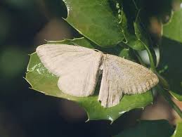 Image result for Scopula ternata