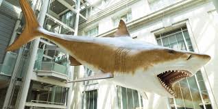 The megalodon is an extinct species of shark that lived during the early miocene period. Mega Toothed Shark Smithsonian National Museum Of Natural History