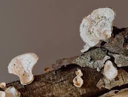Image result for Polyporus pendulus