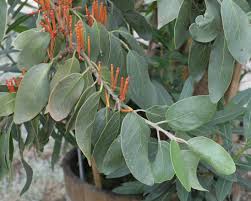 Image result for Phragmanthera