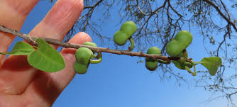 Image result for Spirostachys