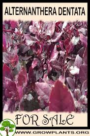 Humidity, rich soil with organic matter, moist. Alternanthera Dentata For Sale Grow Plants