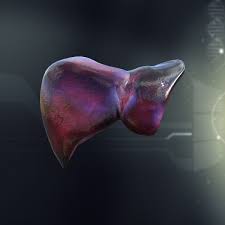 Liver human anatomy cross section lowpoly ar vr mobile 3d model. Human Liver Anatomy 3d Model Liver Anatomy Human Liver Human Liver Anatomy