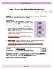 Proteins are synthesized (made) at what organelle in the cytosol? Assignment 5 Doc Student Exploration Rna And Protein Synthesis Inq 12 Com Vocabulary Amino Acid Anticodon Codon Gene Messenger Rna Nucleotide Ribosome Course Hero