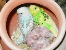 How To Breed Budgies Step By Step Guide Budgie Budgerigar Budgies Australian Parrots Breeding Budgies