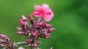 Image result for x Ruttyruspolia 'Phyllis van Heerden'