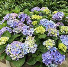 繡球花盛開季節 陽明山繡球花紫陽花taiwan yangmingshan アジサイhydrangea hydrangea