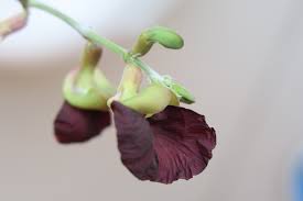 Image result for Macrotyloma africanum