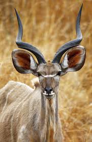 Kudu Portrait A Male Greater Kudu On The Watch For Danger In This Case Us In Our Car Wild Animals Photography Antelope Animal Kudu