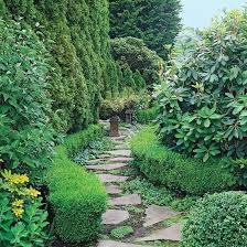Use Evergreens To Make An Impact In Your Landscape Evergreen Landscape Backyard Trees Broadleaf Evergreen