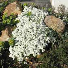 Image result for Arabis