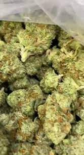 Get Your Strains Now Video Girl Scout Cookies Blue Cheese Food