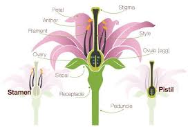 Flower Anatomy The Parts Of A Flower Proflowers Blog Parts Of A Flower Flower Anatomy Flower Structure