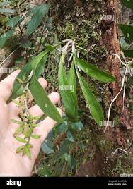 Image result for Polystachya virginea