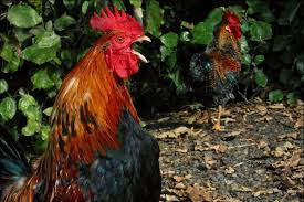 The only way to be fully sure if you have a rooster is to see whether your bird eventually lays an egg or not. Crowing Roosters Cause Headaches In Victoria With Early Morning Wake Up Calls Abc News