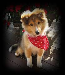 Sheltie Sunday For 05 06 18 Shetland Sheepdogs 21 Photos Sheltie Have Some Fun Sheltie Puppy Shetland Sheepdog Sheltie Puppies For Sale