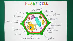 • plant cells are totipotent; How To Draw A Plant Cell Biology Youtube