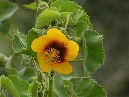 Image result for Abutilon hirtum
