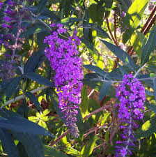 Leaves butterfly bush disease pictures. Grow Butterfly Bush Here S Why And How The Garden Glove