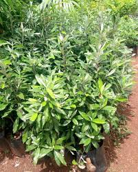 Image result for Brachylaena huillensis