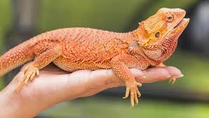 Check out our bearded dragon selection for the very best in unique or custom, handmade pieces from our shops. There S A Dragon In Your House