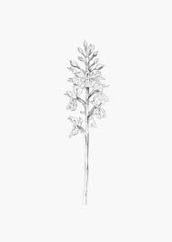 Shop Heather Flower Flower Drawing Drawings