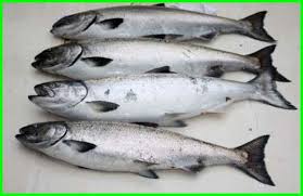 Check spelling or type a new query. 7 Jenis Ikan Konsumsi Yang Paling Laris Di Indonesia Kamu Juga Suka Dunia Fauna Hewan Binatang Tumbuhan Dunia Fauna Hewan Binatang Tumbuhan