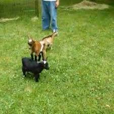 Funny Nigerian Dwarf Goat Scampers Around The Yard Hopping Over His Pals Stands On One Of Them And Knocks Him Dead Over Dwarf Goats Goats Animal Antics