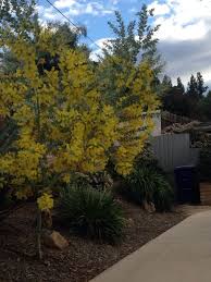 Free Plant Identification Small Plants Small Trees Garden