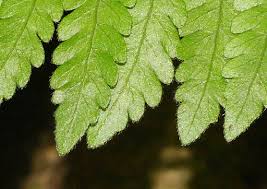 Image result for Pseudocyclosorus