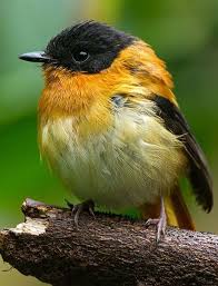 Small Black Bird With Orange Wings Pin By Patsypage On Onze Gevederde Vriendjes Wat Zijn Ze Mooi Beautiful Birds Backyard Birds Wild Birds