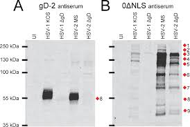 The herpes simplex virus is incredibly common in the united states and worldwide. Plos One Herpes Simplex Virus 2 Hsv 2 Infected Cell Proteins Are Among The Most Dominant Antigens Of A Live Attenuated Hsv 2 Vaccine