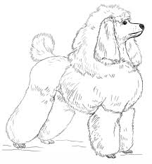 Toy Poodle Coloring Page Free Printable Coloring Pages Poodle Drawing Dog Pattern Animal Coloring Pages
