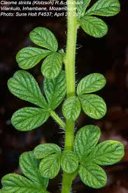 Image result for Cleome stricta