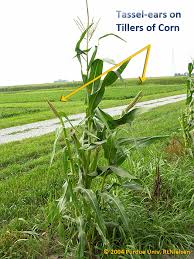 You can also encourage your young corn plants to produce more than one ear by spacing the plants out more. Tassel Ears In Corn Purdue University