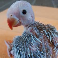 Totally weaned and ready for new home. Ringneck Parrots Manchester Home Facebook