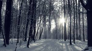 New users enjoy 60% off. Snowy Forest At Night Wallpapers Top Free Snowy Forest At Night Backgrounds Wallpaperaccess