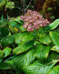 Image result for Hunteria congolana