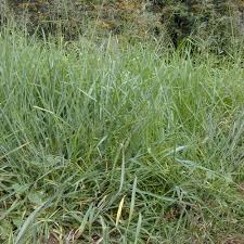 Image result for Panicum maximum