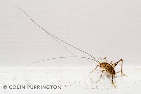I don't know, but i expect it was the same person who said 'an elephant is a mouse designed to government specifications'. Getting Rid Of Camel Crickets Colin Purrington