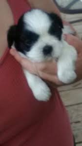 Contact virginia shih tzu breeders near you using our free shih tzu breeder search tool below! Frank Cimo Frankcimo102837 Profile Pinterest