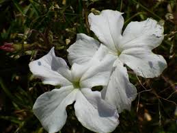 Image result for Cycnium