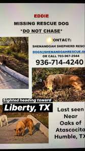 Help Rescue Dog Missing Rescue Dogs Cute Animals Dogs