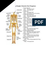 Maybe you would like to learn more about one of these? 10 Tulang Rangka Manusia Dan Fungsinya Pdf
