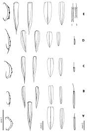 Image result for Hainardia