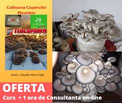 Unde se gaseste miceliu de vanzare pentru cultura de ciuperci comestibile? Miceliu Si Compost Pentru Cultivarea Ciupercilor Miceliu Si Compost Pentru Cultivarea Ciupercilor