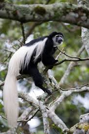 Colobus Monkeys Have Specialized Stomachs That Help Them Digest Plant Cellulose To Get Rid Of The Methane And Carbon Unique Animals Monkey Species Pet Monkey