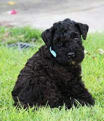 Why buy a kerry blue terrier puppy for sale if you can adopt and save a life? 21 Rylee Ideas Kerry Blue Terrier Terrier Dog Breeds