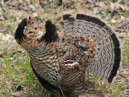 Finding birds in southeast arizona. List Of Birds Of Pennsylvania Western Backyard